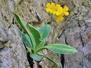 35 Primula auricola (Primula orecchia d'orso) nei pressi del Bivacco Plana (1280 m)